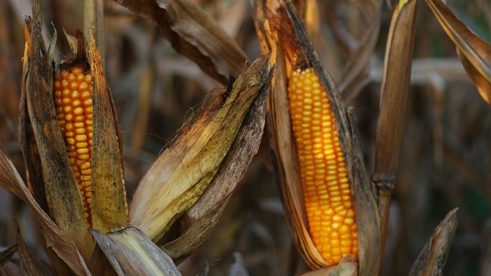 LAPAR: Aproape un sfert de milion de ferme de familie din România sunt în faliment