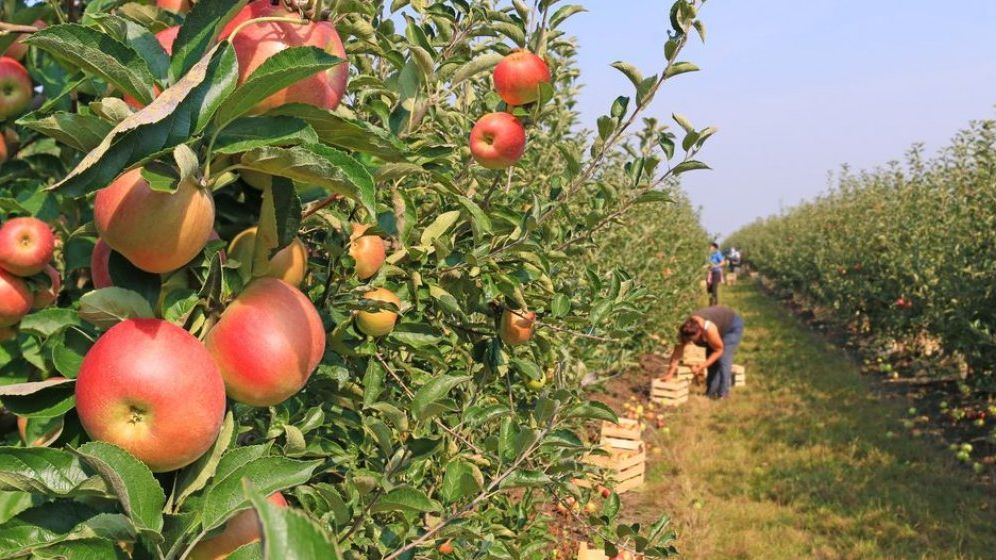 Paradoxul agriculturii: Romanii o considera importanta, dar 70% dintre ei nu ar lucra in acest sector, iar jumatate nu si-ar da copiii la un liceu agricol