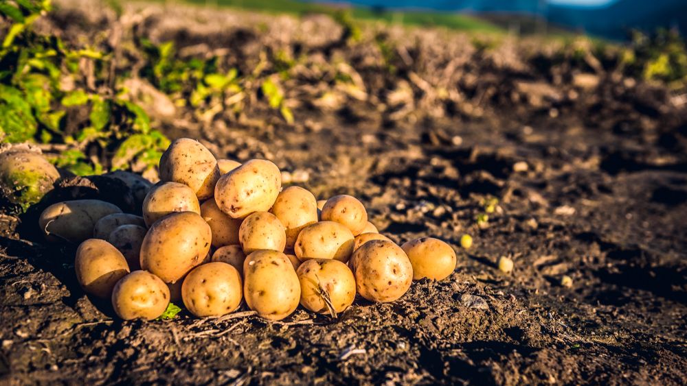Cartofii au revolutionat agricultura si economia