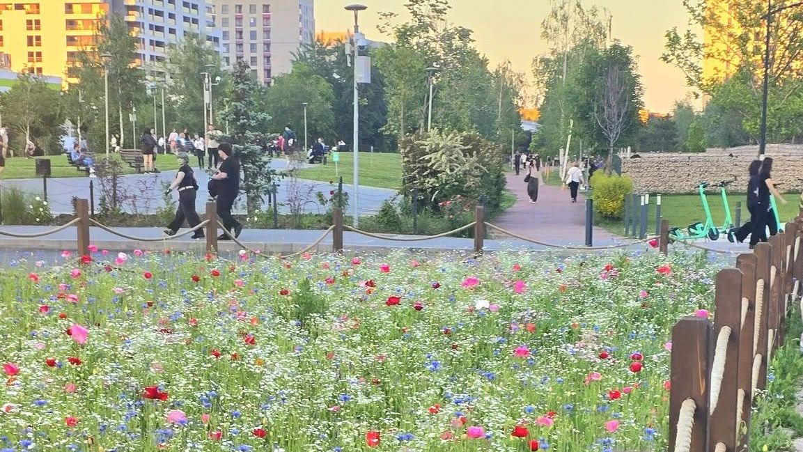 Pajiștile cu maci și albăstrele ar putea fi extinse în București. Ciucu: „Ieftin, frumos, ecologic”