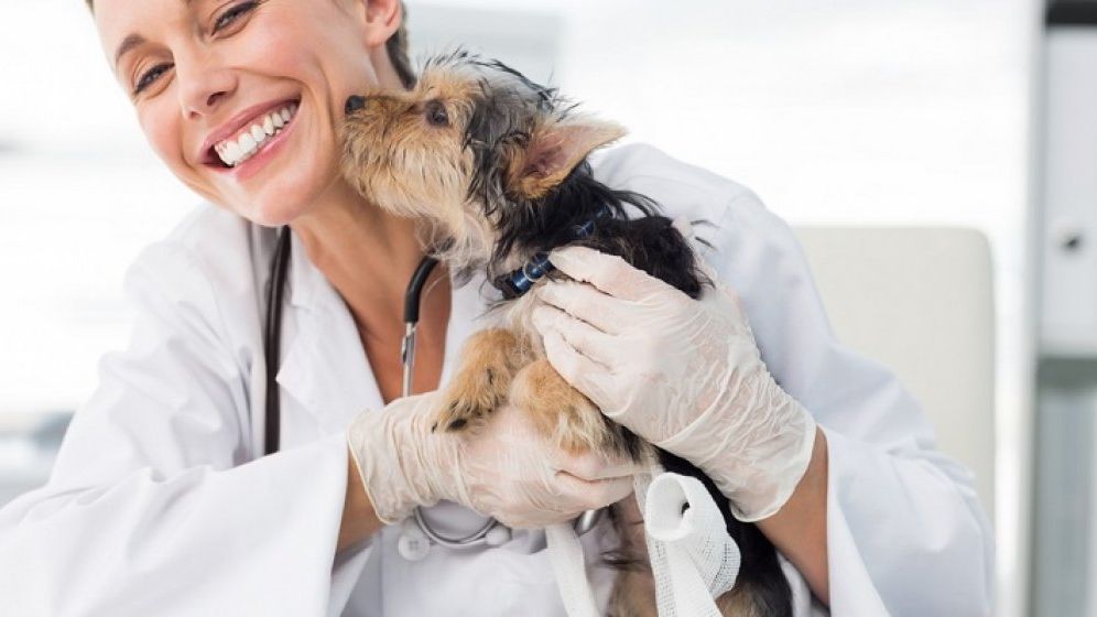 Primul Spital Universitar VETERINAR de Urgență din România a fost inaugurat