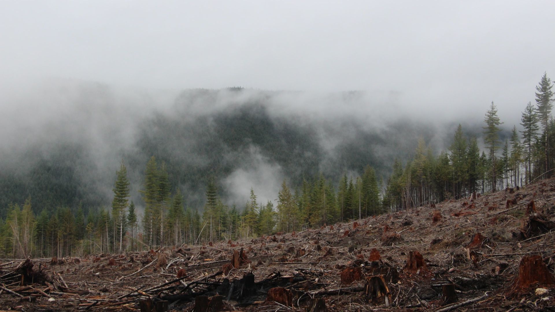 Regulament european împotriva defrișărilor. Ar urma să protejeze de tăieri și pădurile din România