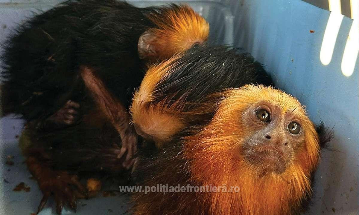 Poză cu maimuța, dar în vamă: patru primate fără documente legale, ascunse într-un autoturism din Ucraina