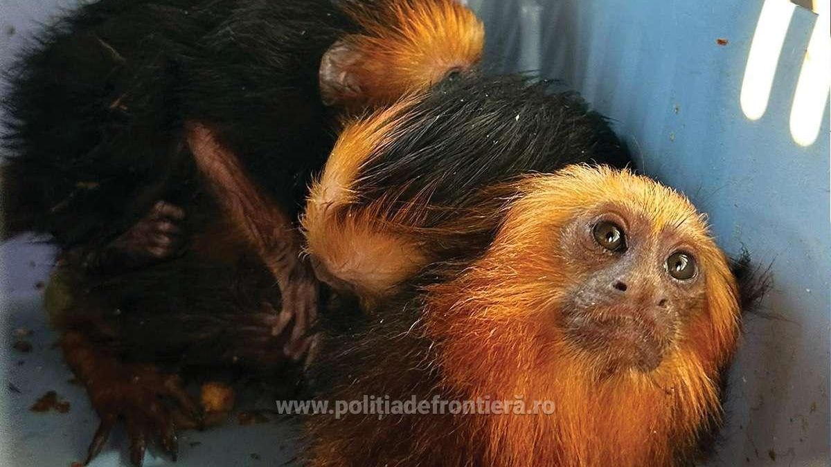 Poză cu maimuța, dar în vamă: patru primate fără documente legale, ascunse într-un autoturism din Ucraina