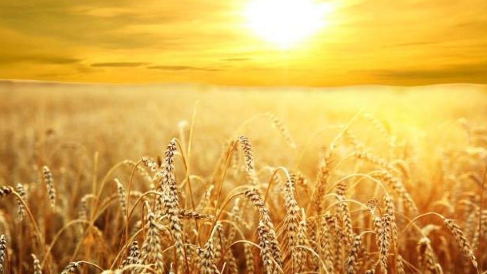 Două dintre regiunile cele mai specializate în agricultură din UE sunt în România