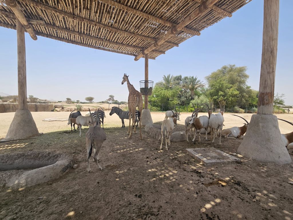 Abu Dhabi - Imagine 86