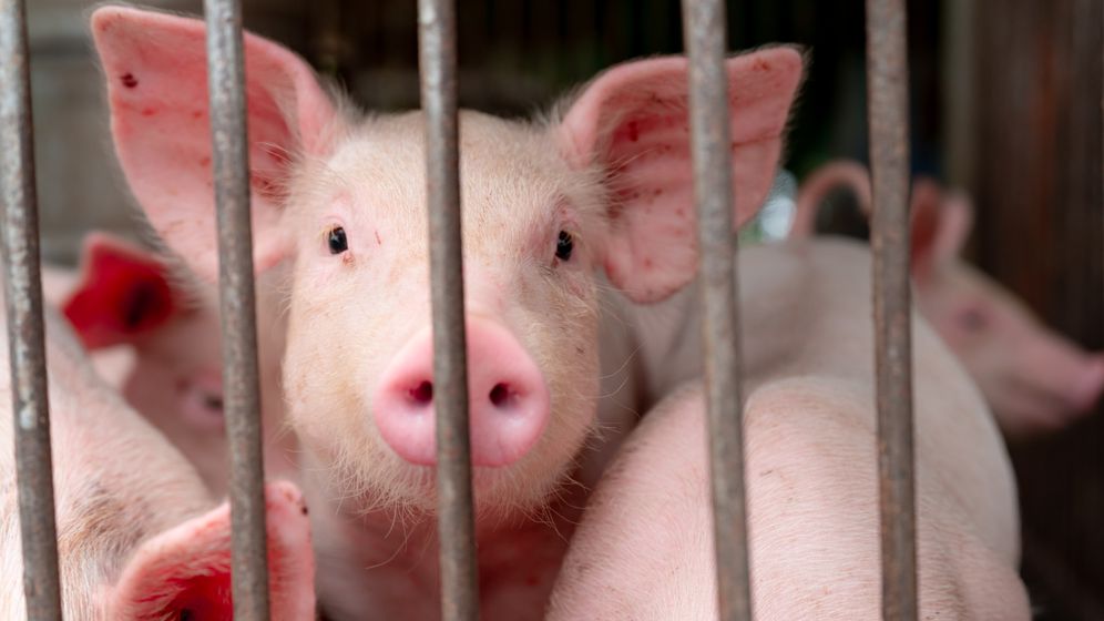 Focare de pestă porcină africană în localitatea Ciocani din județul Vaslui