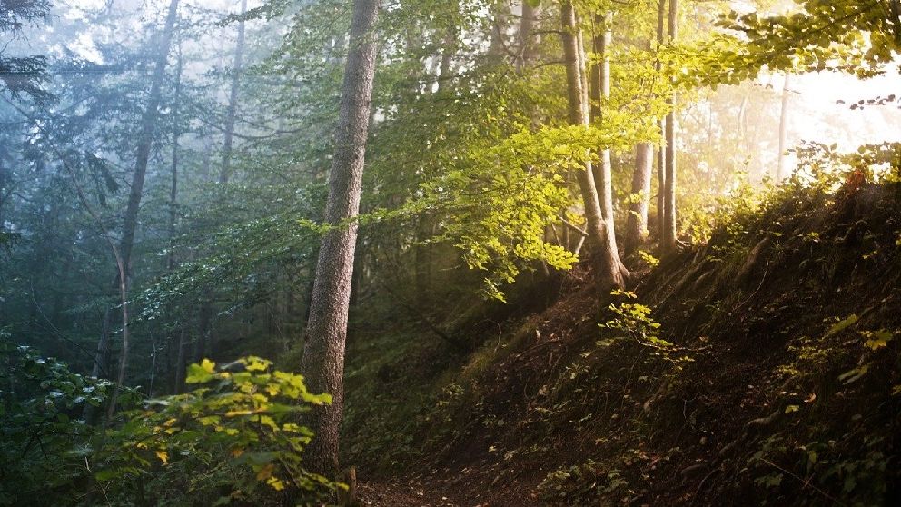 Proprietarii de paduri, scandalizati de acuzele privind taierile ilegale