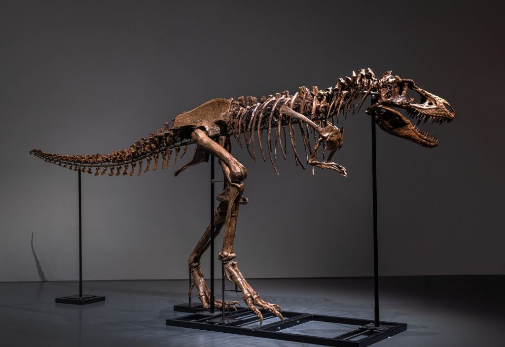 Gorgosaurus, 6,1 mil. dolari. - sursa foto: Sotheby's