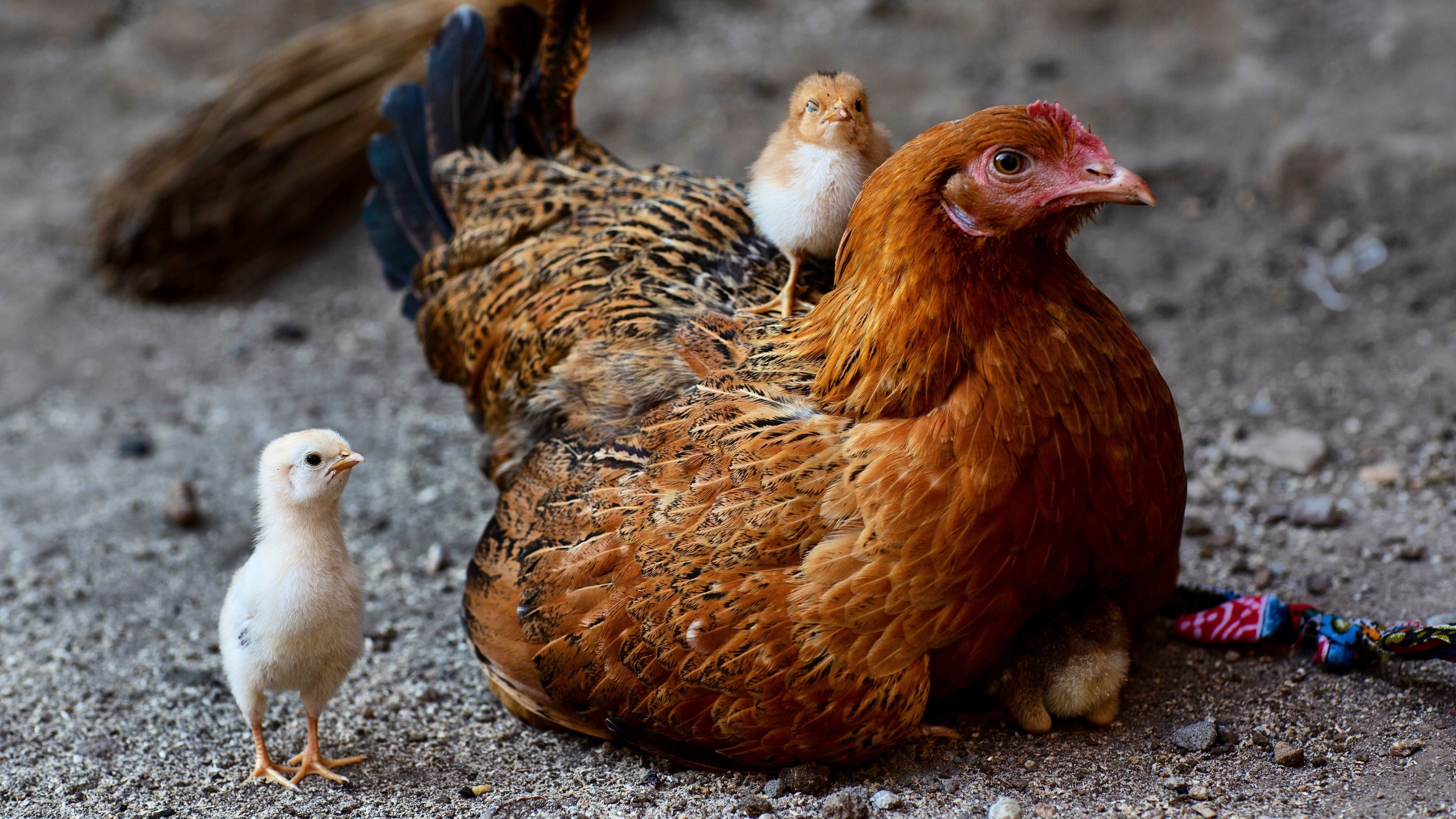 ANSVSA a retras de la comercializare carne de pasare din Ungaria, unde exista gripa aviara