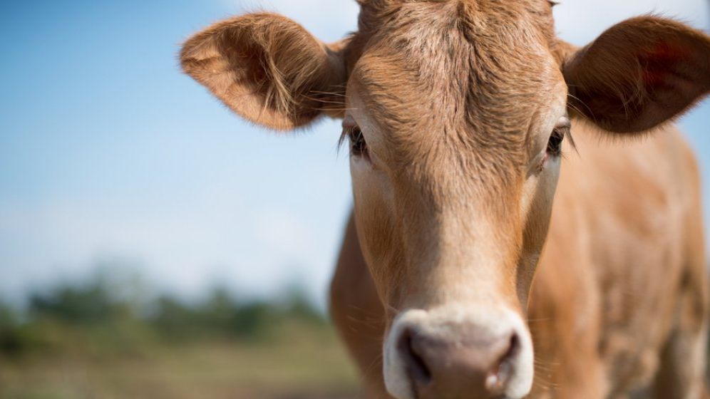 MADR acordă peste 450 de milioane de lei pentru susținerea activității crescătorilor din sectoarele bovine, suine și avicol