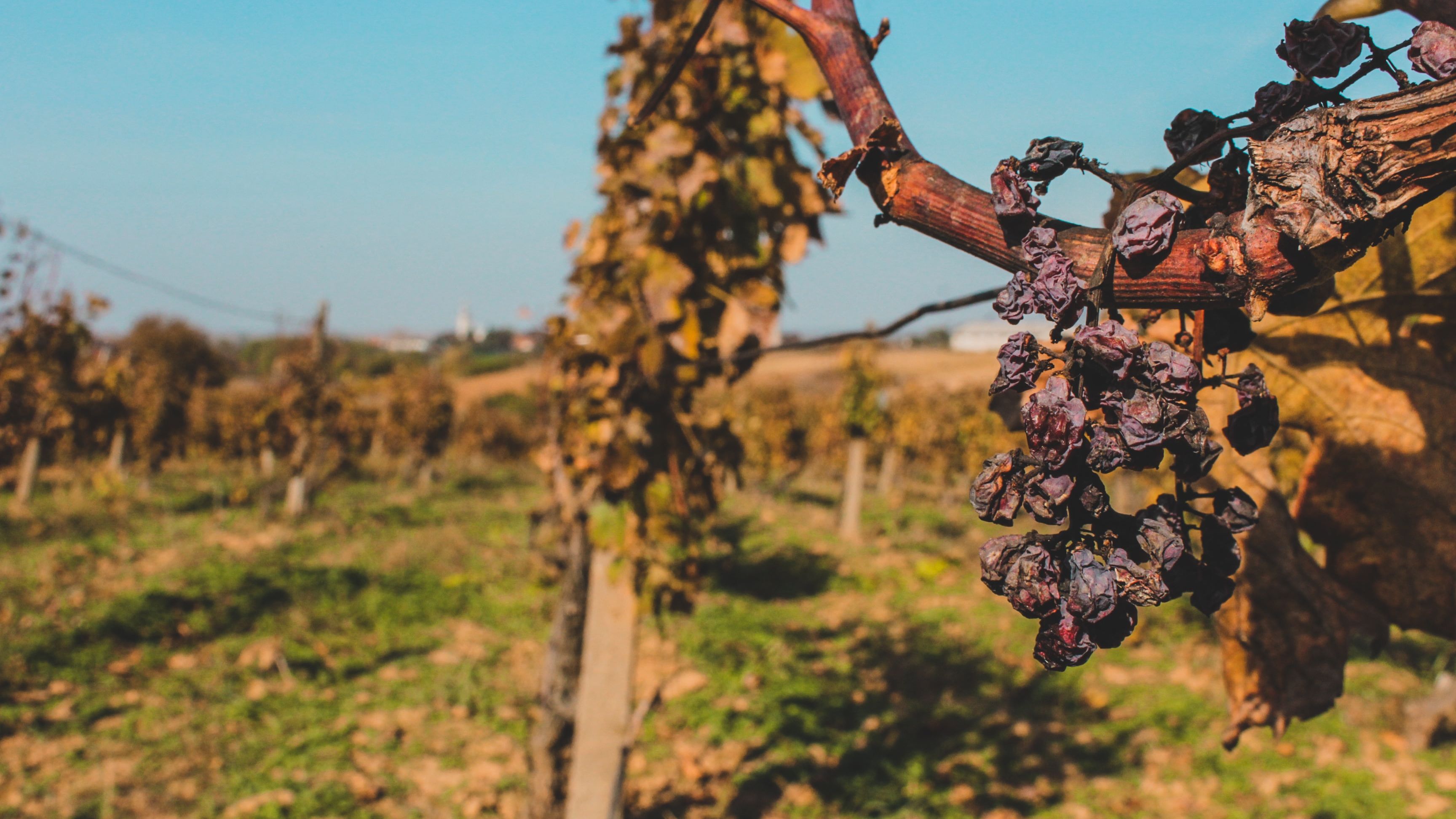 România, pe locul 1 în UE la numărul de podgorii. Avem însă viță de vie îmbătrânită și producem mai mult vinuri de masă