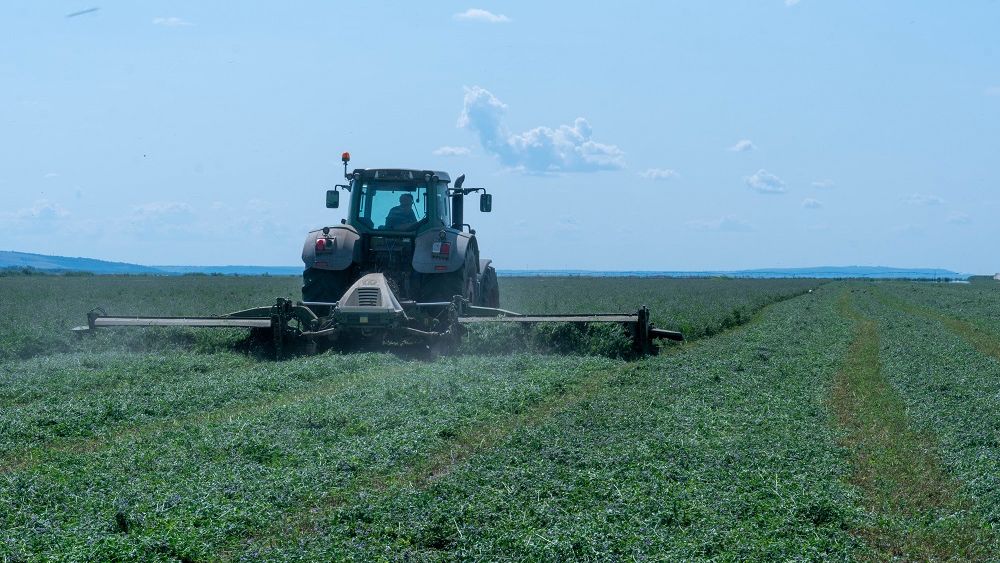 Este lucerna cultura viitorului? Specialist: Rezistența acesteia la secetă ar putea fi soluția pentru agricultura românească