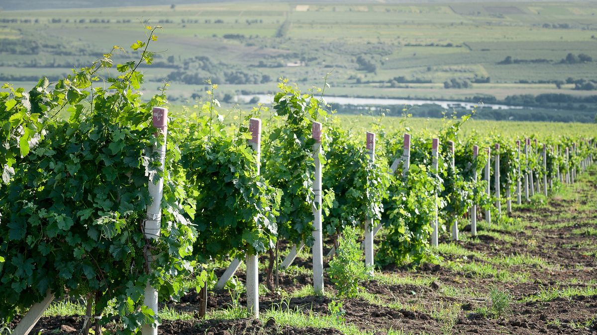 Regiuni viticole mai putin cunoscute unde poti face degustari de vin: TOP 5 destinatii in care sa mergi toamna asta