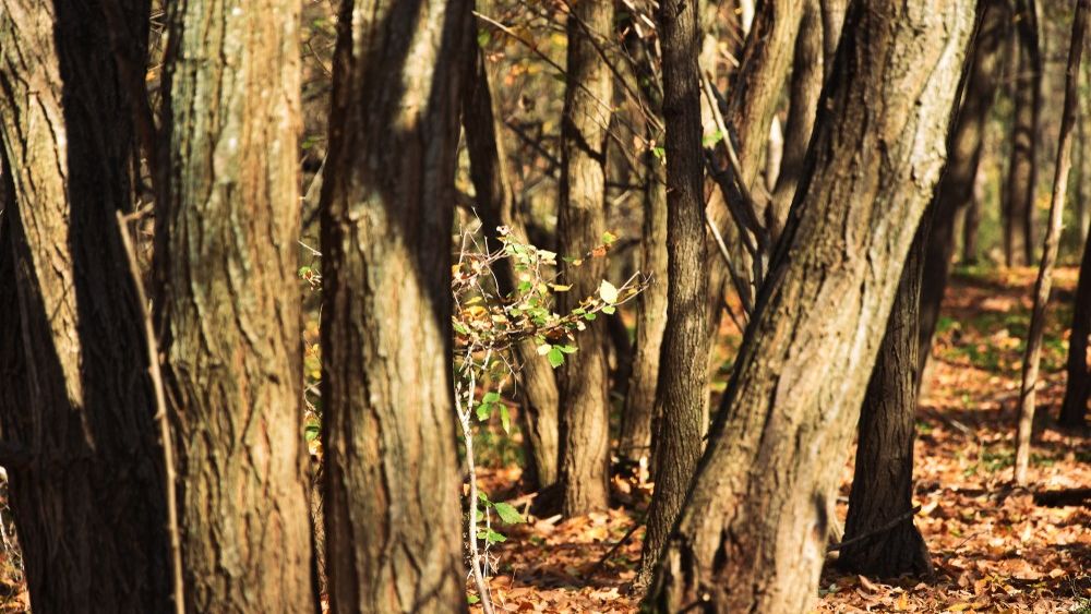 Padurea Parc Baneasa ar putea trece in domeniul public al Capitalei. in scopul reamenajarii ca parc