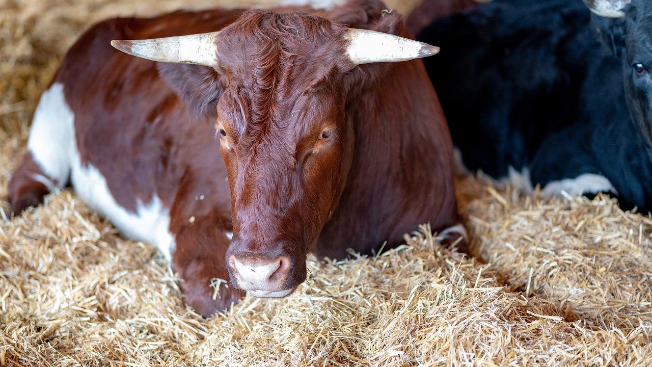 Pot fi sau nu deschise târgurile de animale în România? Ce spune ministrul Agriculturii