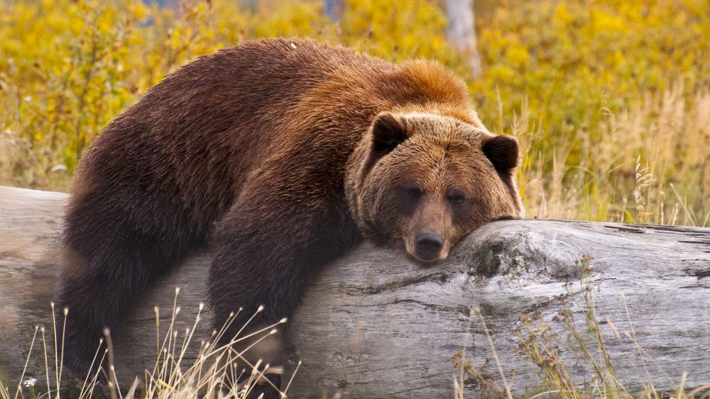 Actiunile care s-au prabusit dupa ce Guvernul a dat cu bursa de pamant