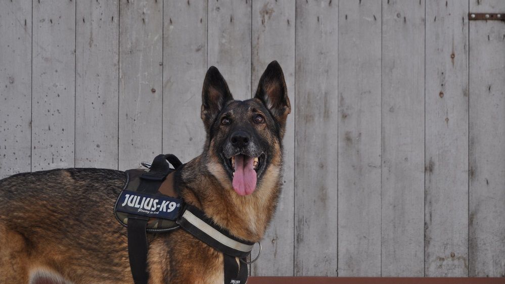 „HAMtrenament pentru viață”: Un teren de antrenament dedicat câinilor utilitari a fost amenajat în București