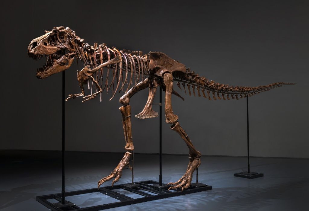 Gorgosaurus, 6,1 mil. dolari. - sursa foto: Sotheby's