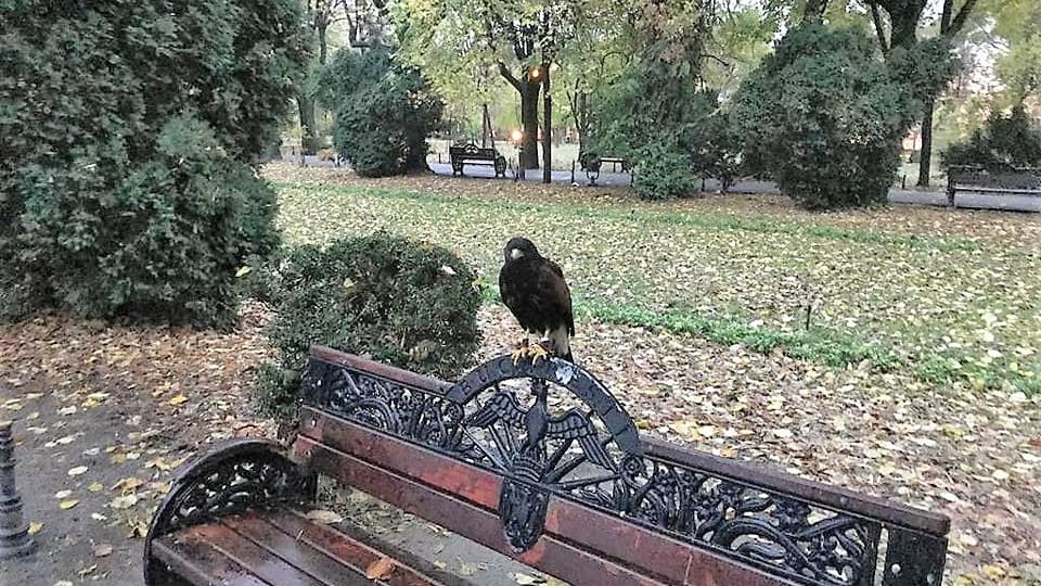 Parcul Cișmigiu: Păsările care fac mizerie în parc ar putea fi alungate cu ajutorul păsărilor de pradă