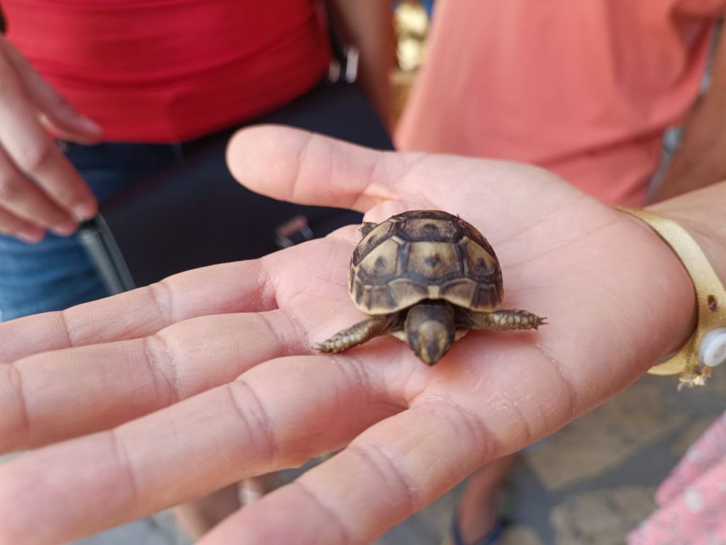 GALERIE FOTO: Vacanță în Tunisia, cu aventuri în deșert și oaze naturale, dar și cu stațiuni - Imagine 17