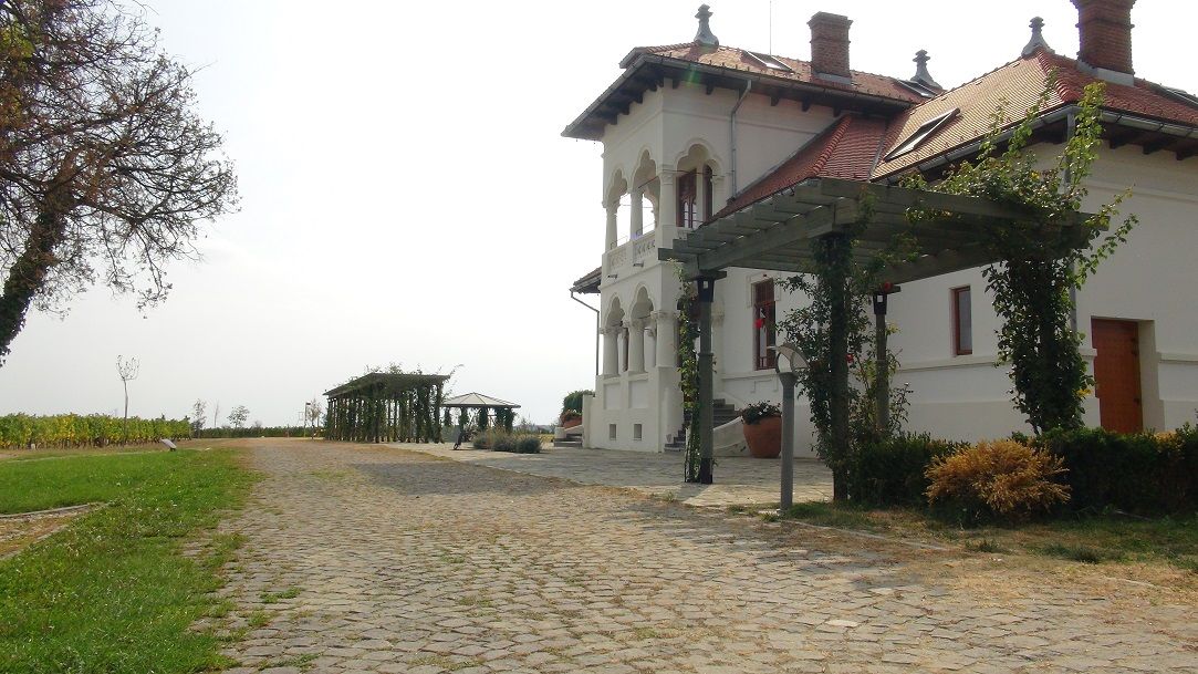 [VIDEO] Crama olteneasca unde Inteligenta Artificiala "descopera" secretul lui Bacchus