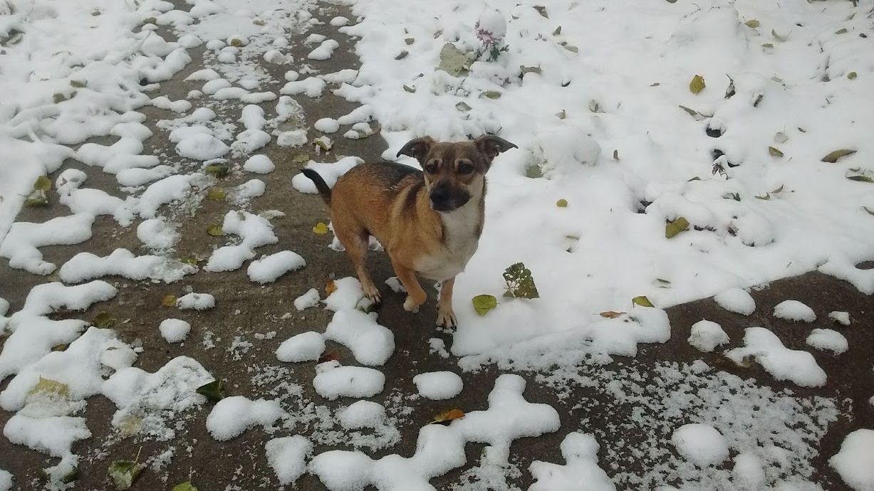 Ai luat un cățel din adăpost și apoi i-ai dat drumul pe stradă? Riști închisoarea