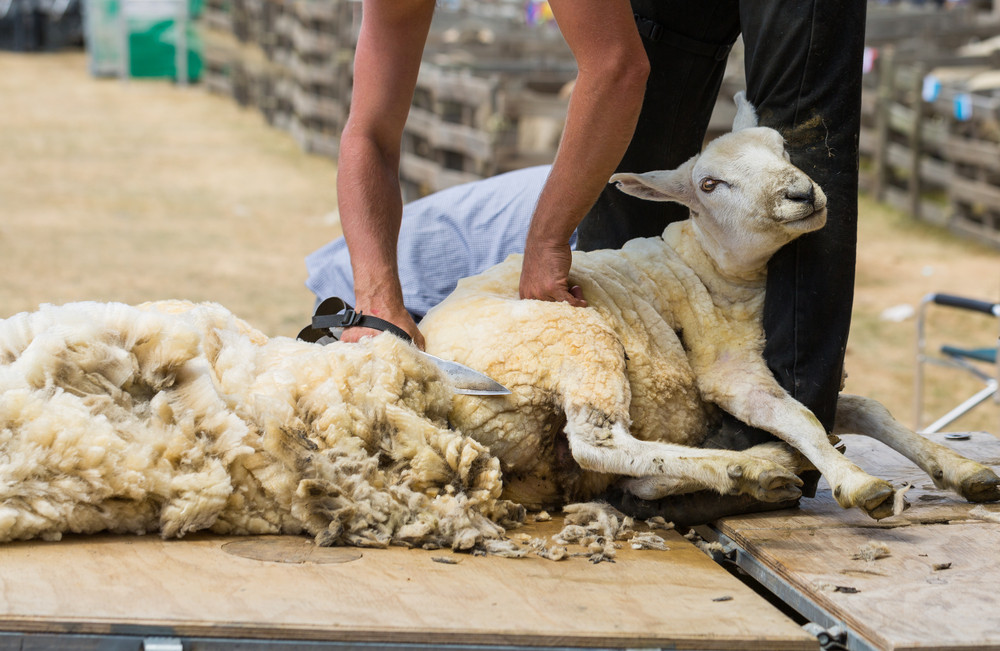 Crescătorii de ovine și caprine ar putea primi până la 50.000 de euro. Ce investiții vor putea fi finanțate