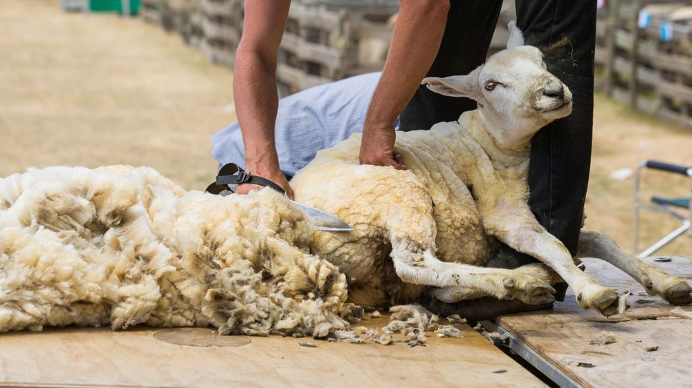 Crescătorii de ovine și caprine ar putea primi până la 50.000 de euro. Ce investiții vor putea fi finanțate