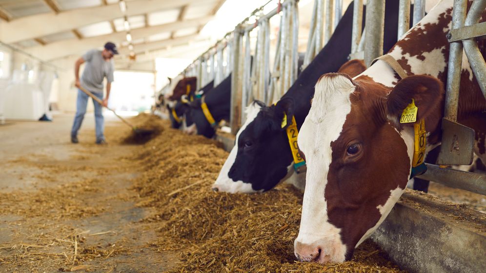 APIA plătește 23 de milioane de lei ajutoare de stat pentru creșterea animalelor