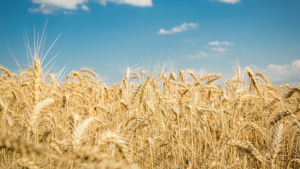 Agra Asigurări lansează o poliță de asigurare împotriva secetei