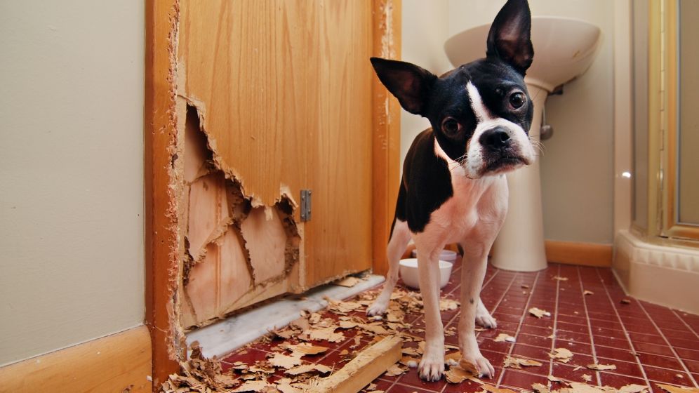 Cat costa si de ce ai nevoie de o asigurare de raspundere civila legala a chiriasului fata de proprietar daca locuiesti cu chirie