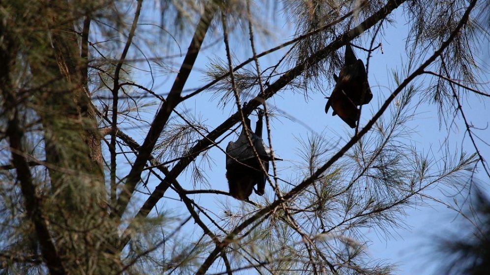 Un nou virus, gazdă comună cu SARS-CoV-2, se află în atenția cercetătorilor