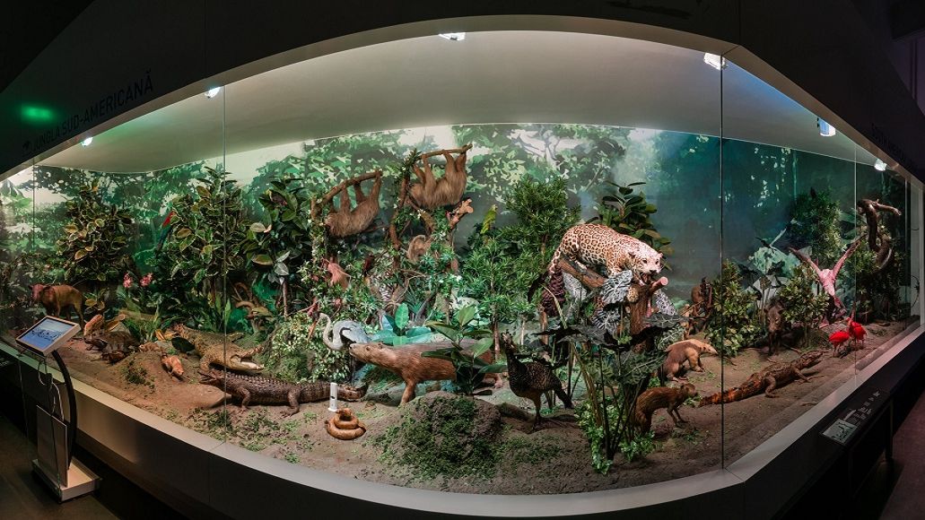 Muzeul Antipa își redeschide porțile. Când și în ce condiții putem vizita muzeul