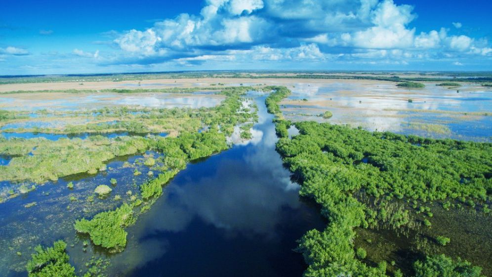 Studiu: Din cauza oamenilor, viața sălbatică dispare de 1000 de ori mai repede decât în mod natural