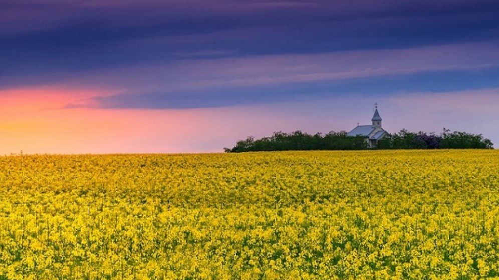 Agricost, compania care a concesionat Insula Mare a Brailei, a ajuns pe mana arabilor de la Al Dahra