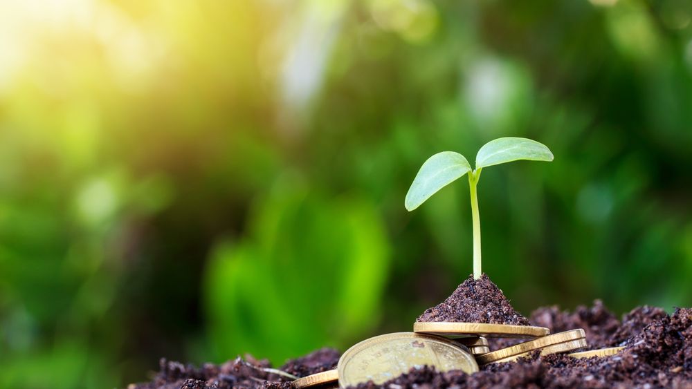 CEC Bank: În 2020, agricultura s-a păstrat pe primul loc în ceea ce privește volumele finanțate