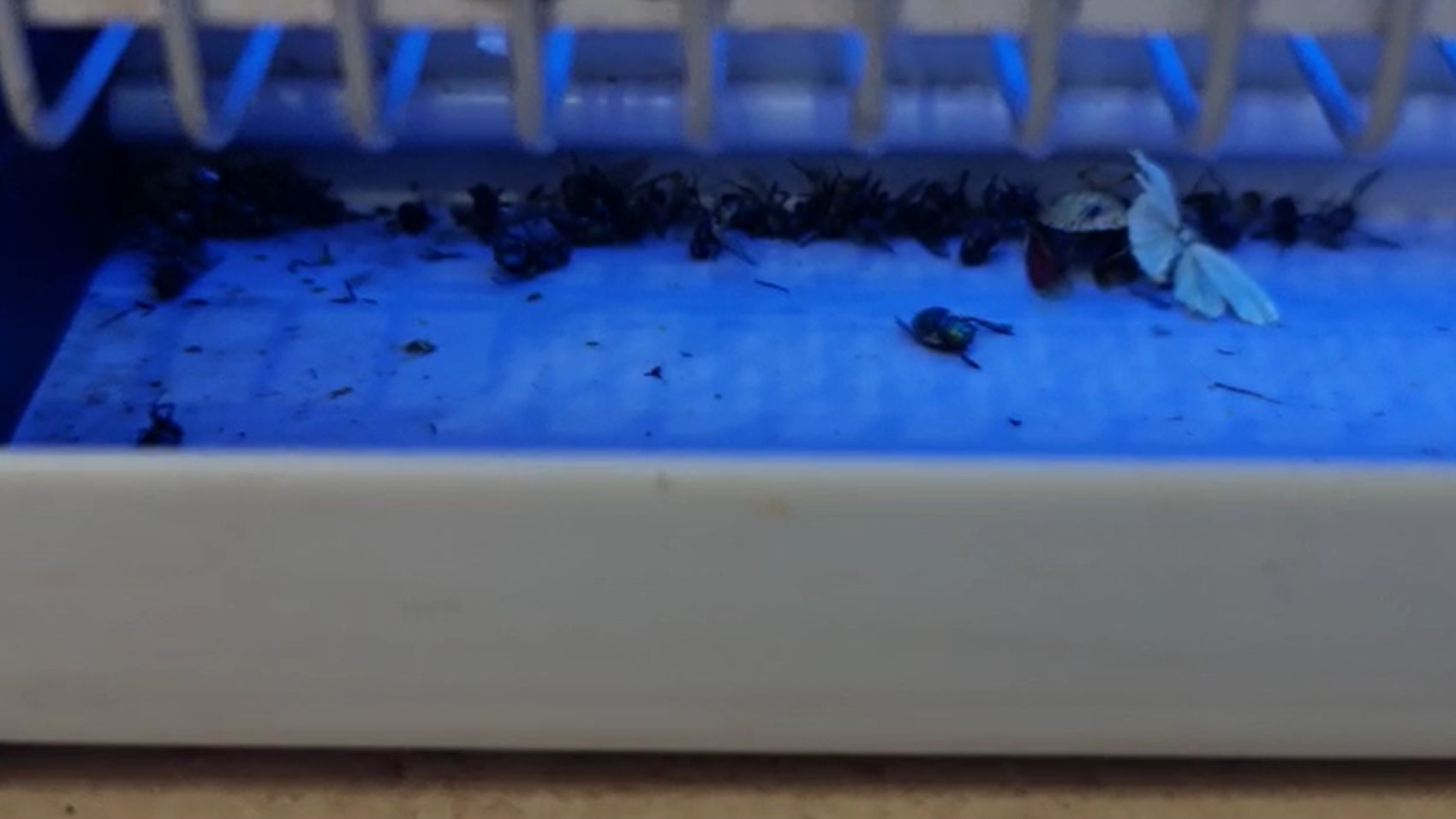 VIDEO | Gândaci și produse expirate găsite de ANPC într-un fast-food cunoscut din București