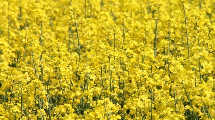 Rapita, aurul din agricultura: suprafata semanata in acest an va ajunge la 460.000 de hectare