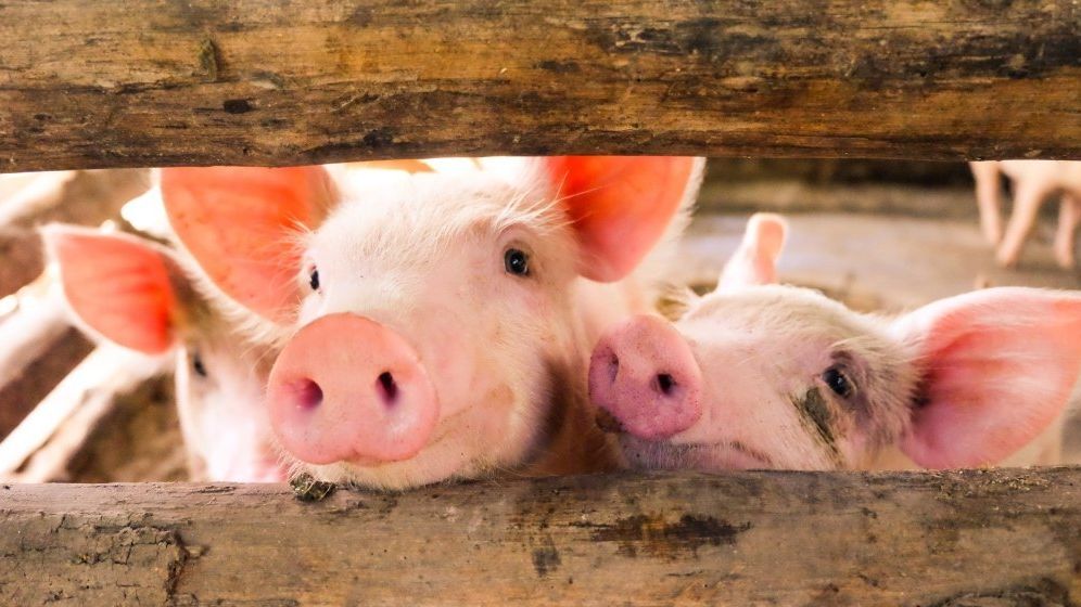 Ministerul Agriculturii: România asigură doar 30% din consumul cărnii de porc din producție internă. Vrem relansarea creșterii porcului