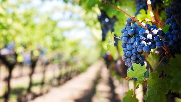 Producatorii de vin sustin ca inghetul si grindina au produs pagube semnificative in cultura vitei-de-vie