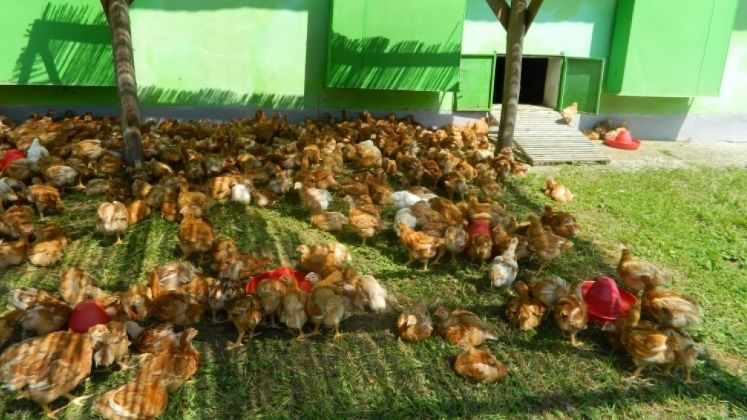 Agricola Bacau: Nu exista pui injectati in Romania. Este o perceptie falsa indusa de presa