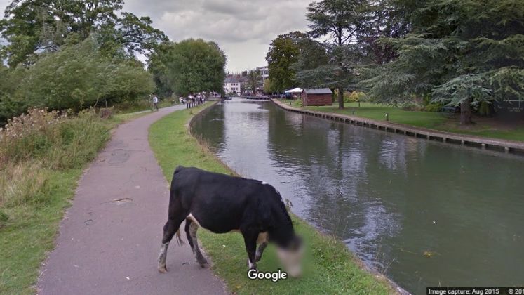 Google Street View a estompat intr-o fotografie online "chipul" unei vaci din Cambridge