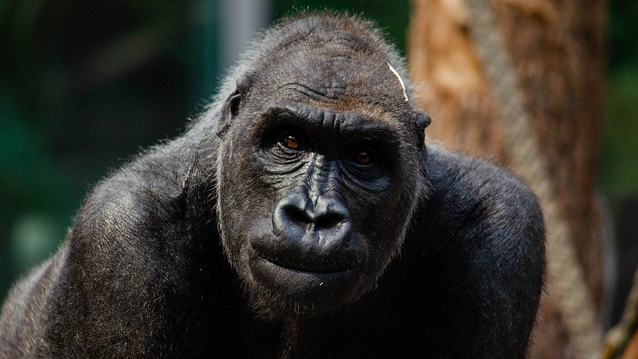 Două gorile de la o grădină zoologică din California au fost testate pozitiv pentru noul coronavirus