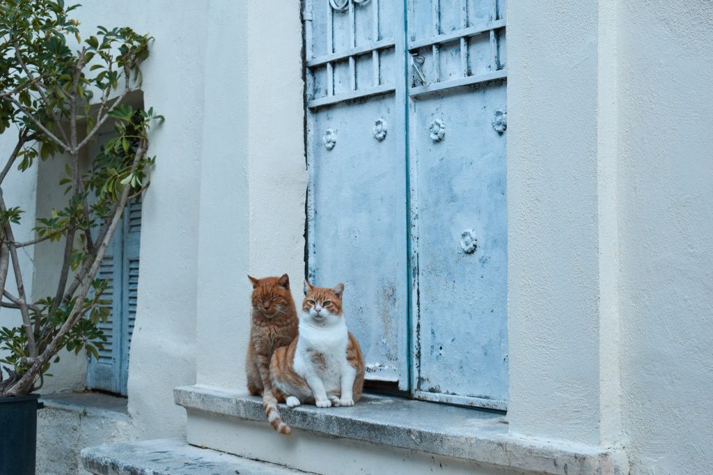 GALERIE FOTO: Anafiotika, "žperla neștiută" din Atena. Ce poți face în cartierul pitoresc de - Imagine 4