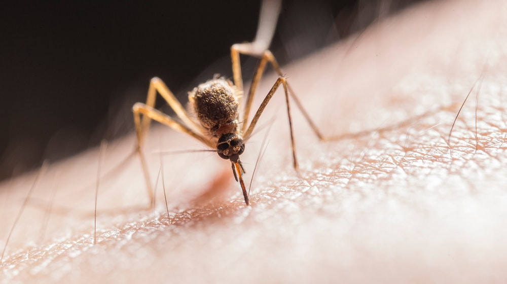 West Nile lovește în România: un caz confirmat și alți doi pacienți în atenția medicilor
