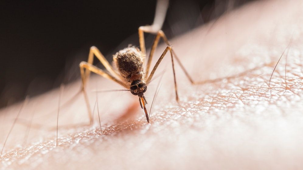 West Nile lovește în România: un caz confirmat și alți doi pacienți în atenția medicilor