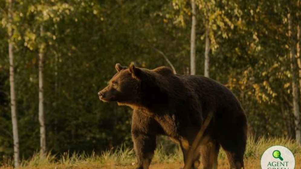 Europarlamentarul Nicu Ștefănuță a sesizat Comisia Europeană în legătură cu ursul împușcat