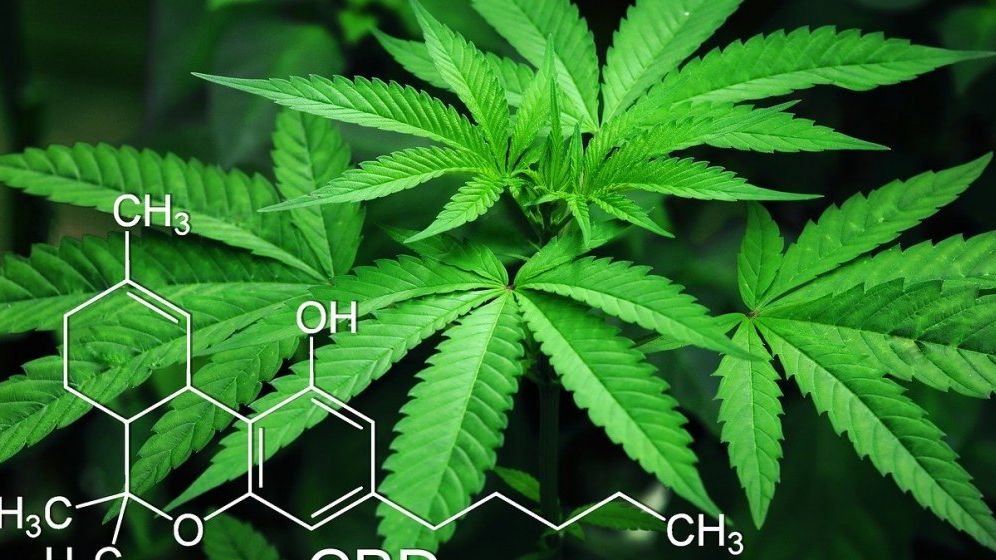 Tulcean, prins de DIICOT că folosea solarul familiei pentru a crește canabis