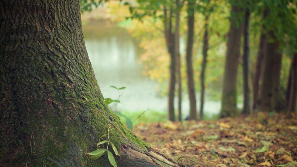 Primăria Capitalei va colabora cu mai multe ONG-uri pentru plantarea a 150.000 de copaci